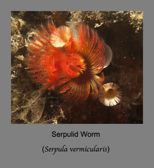 serpulid worm